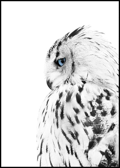White owl | FRAMED PRINT
