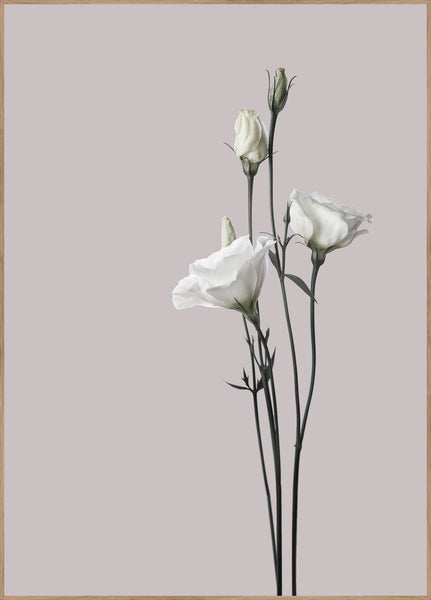 Flower2 | FRAMED PRINT