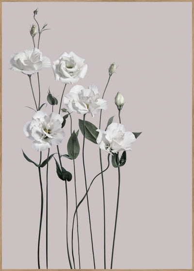 Flower1 | FRAMED PRINT