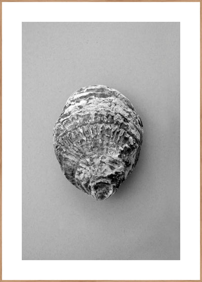 Oyster 3 | FRAMED PRINT