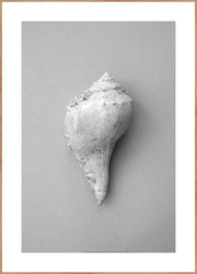 Shell | FRAMED PRINT