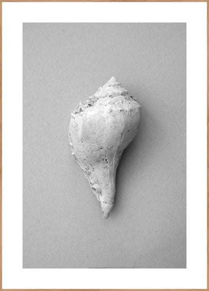 Shell | FRAMED PRINT